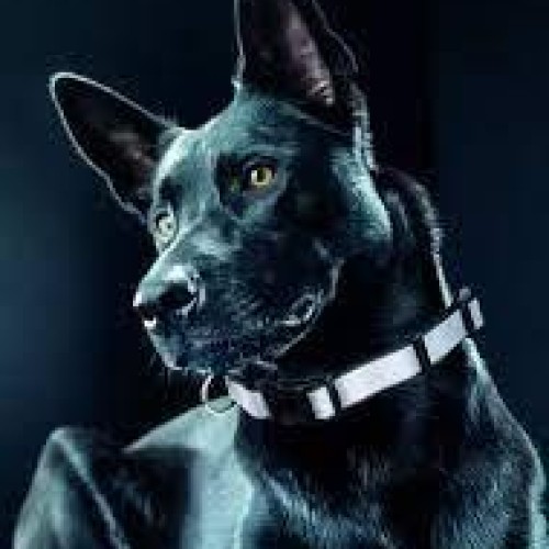 613108 COLLAR PARA MASCOTA REFLECTANTE XS, NEGRO PETIT MASCOTAS 613108 COLLAR PARA MASCOTA REFLECTANTE XS, NEGRO PETIT MASCOTAS